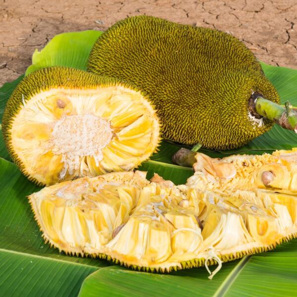 Jackfruit (Small Size Per Piece)