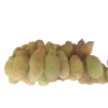 Jackfruit (Medium Size Per Piece) - Image 3