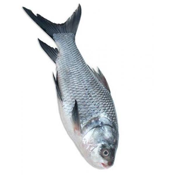 Bengal Carp Fish (Katla Machi) 1KG