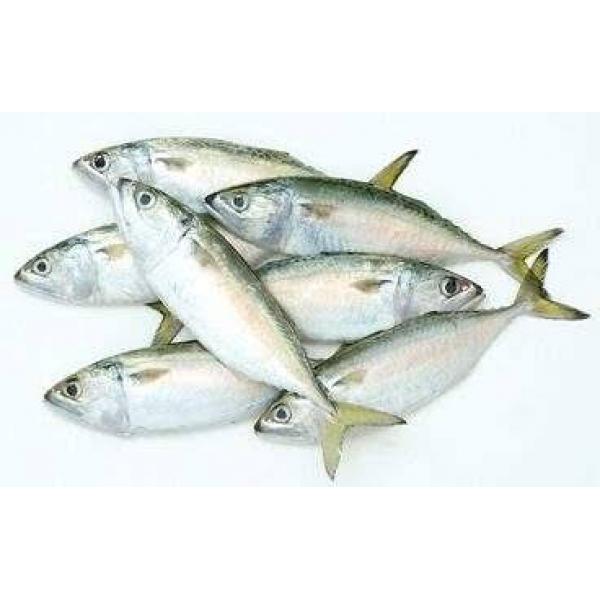 Indian Mackerel (Bangda) 1KG 8-12 pcs