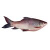 Carpa Fish (Rohu Machi) Farm Machi 1 KG