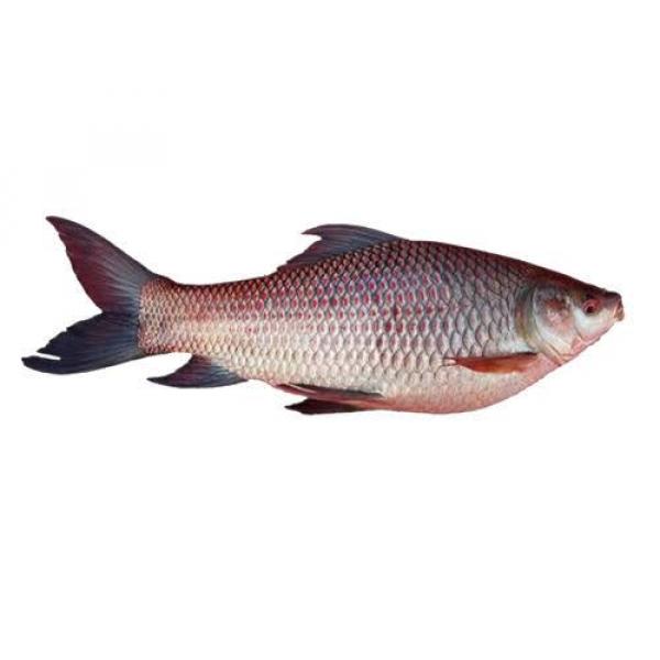Carpa Fish (Rohu Machi) Farm Machi 1 KG