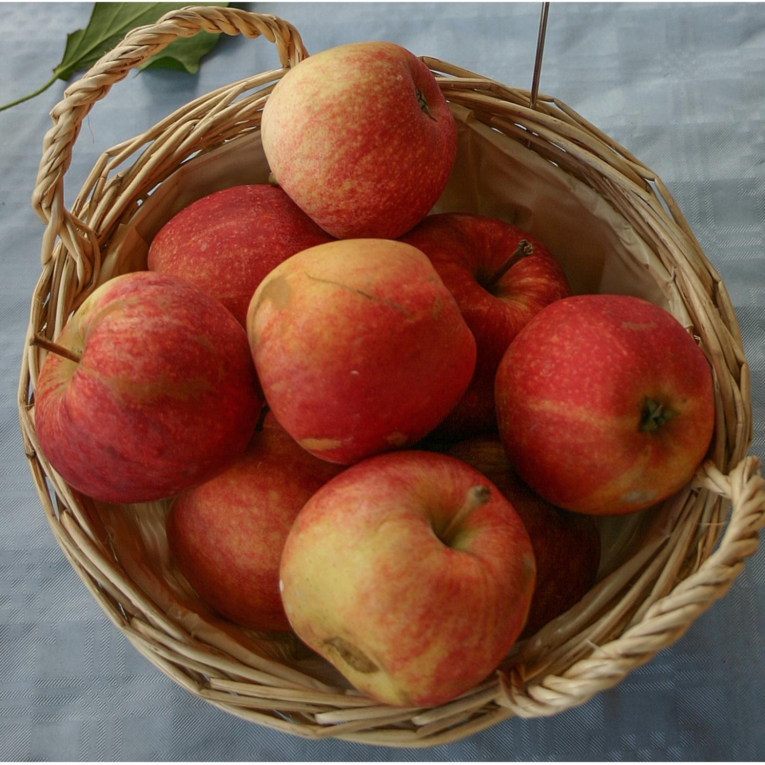 Apple Gala