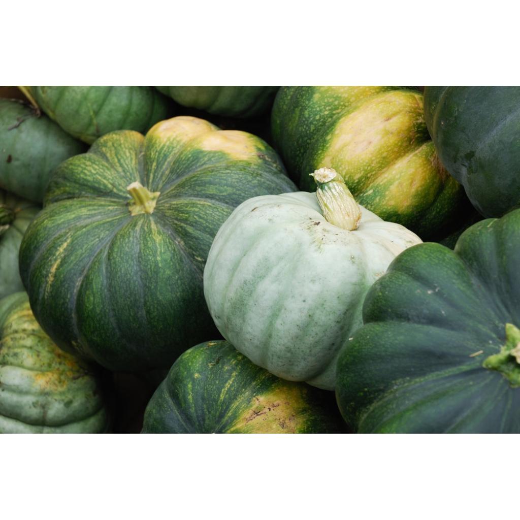 Pumpkin