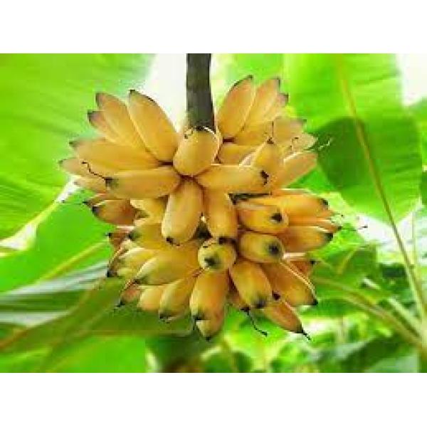 Banana Mitka/Futbale