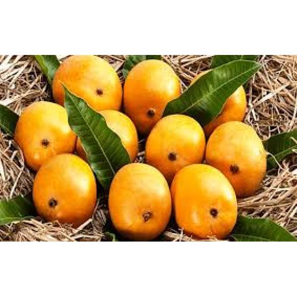 Ratnagiri Alphonso Mango