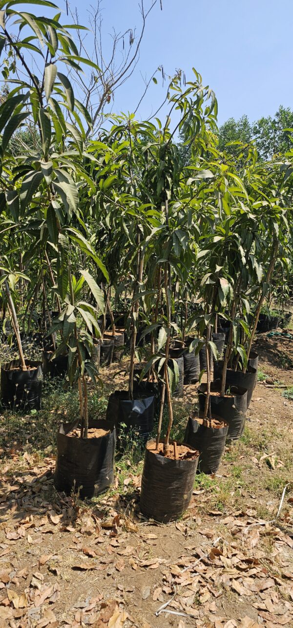Mango Plant