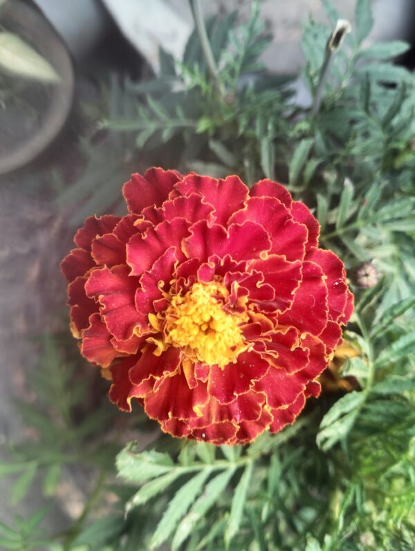 Flower - Image 2