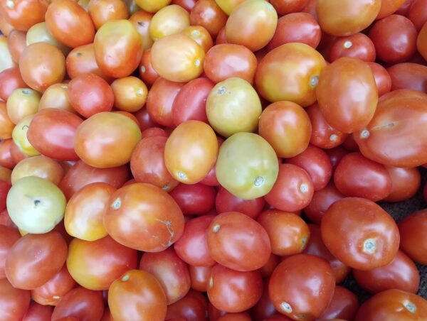 Tomato