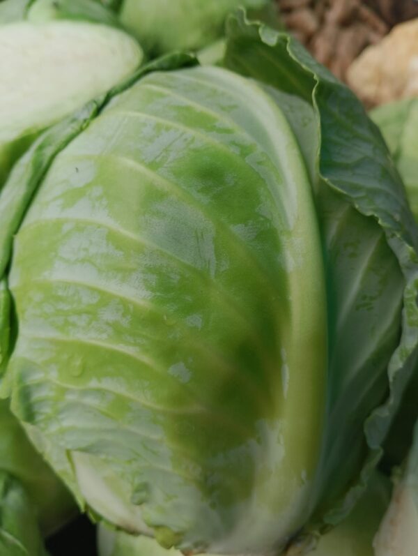 Cauliflower