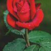 Red Rose