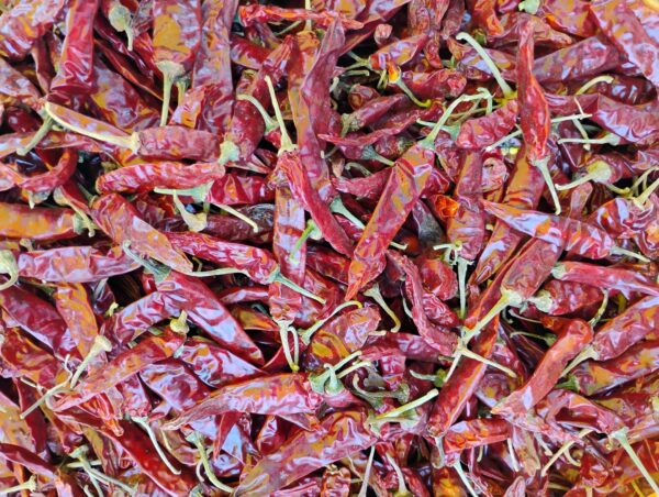 Patana Mirchi
