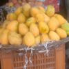 Sfeda Mango