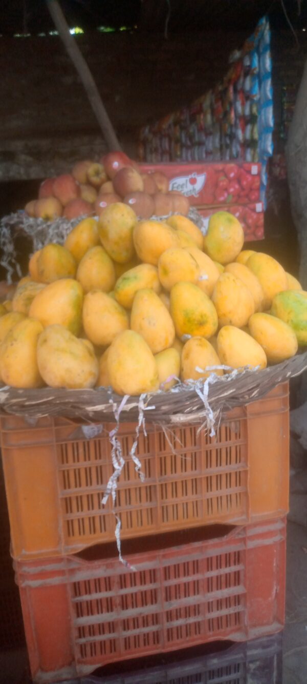 Sfeda Mango