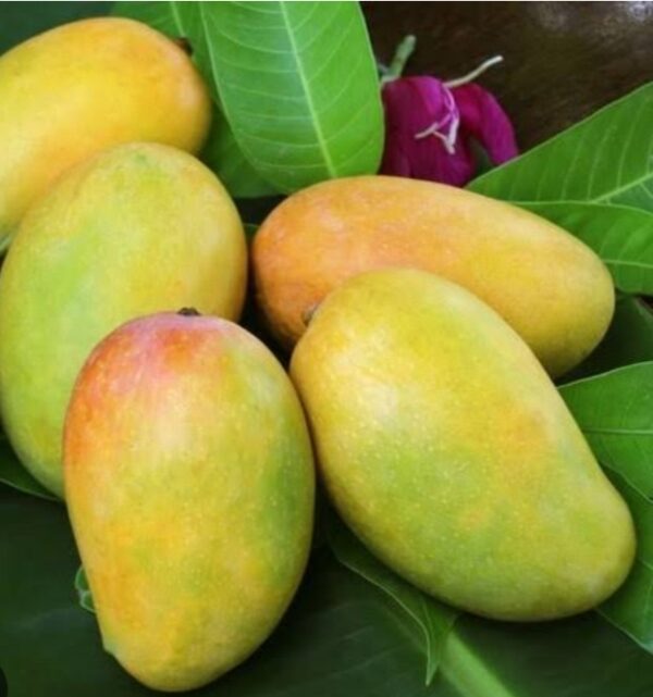 Kesar Mango