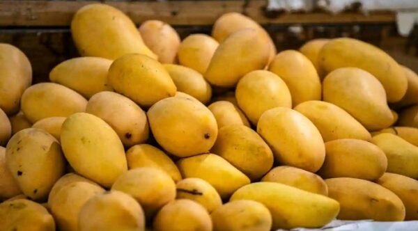 Sfeda Mango - Image 2