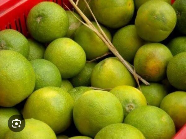 Citrus Limetta,Mosambi - Image 3