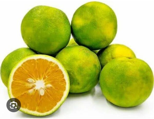 Citrus Limetta,Mosambi - Image 2
