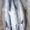 Surmayi fish