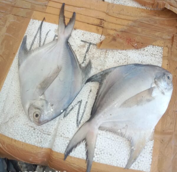Poplate fish