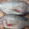 Chilabi fish