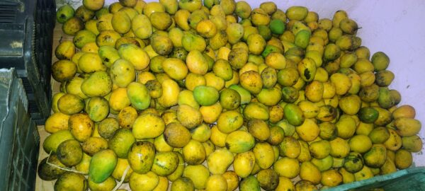 Alphonso mango - Image 2