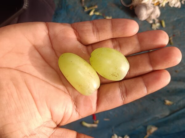 Big Grapes(Giants grapes)