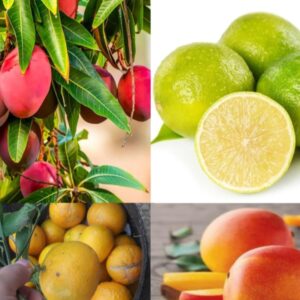 Mango & Mosambi