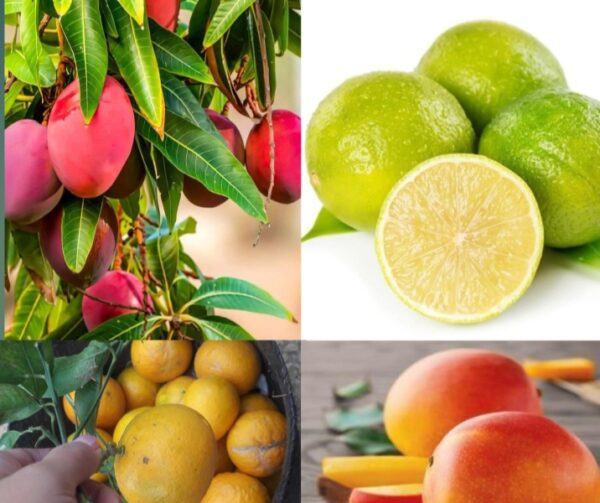 Mango & Mosambi