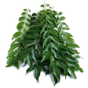 Curry Patta (Curry Leaves)