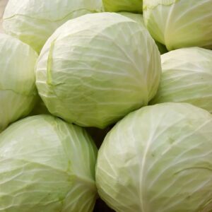 Cabbage