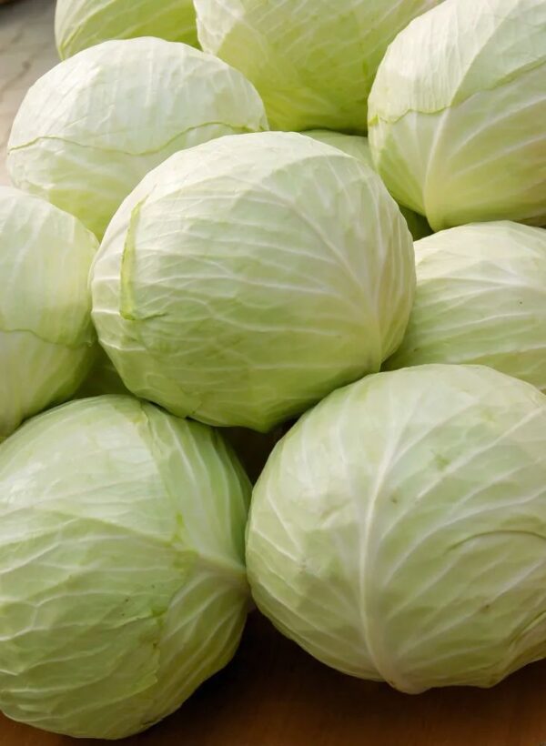 Cabbage