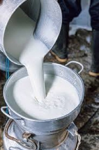 Rich and creamy buffalo milk