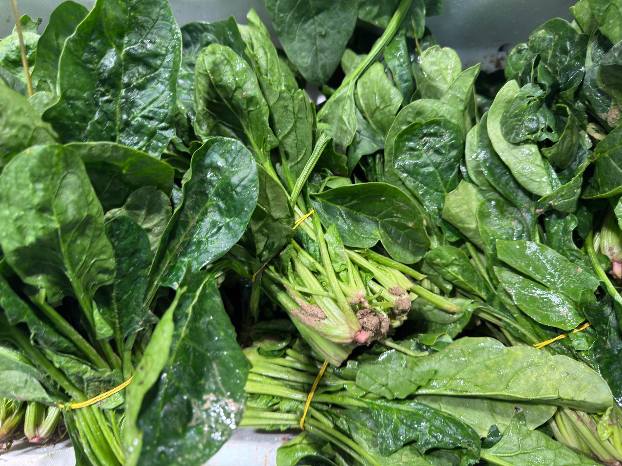 Fresh Spinach Leaves (Palak Bhaji) – Farm Fresh Leafy Vegetable
