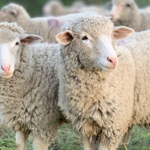 SJ Farm Premium Sheep (Menda) – Healthy Farm Raised Sheep