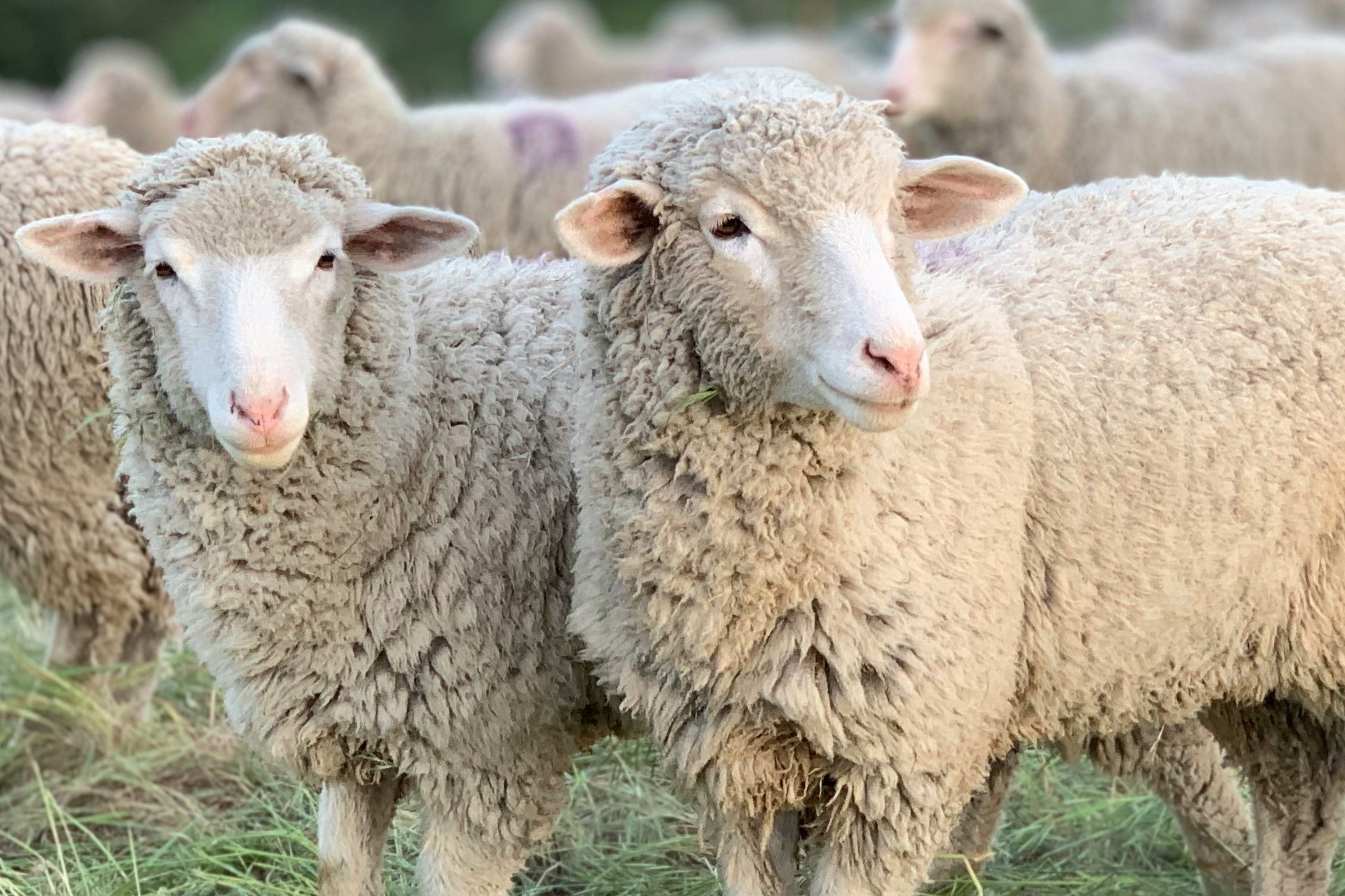 SJ Farm Premium Sheep (Menda) – Healthy Farm Raised Sheep