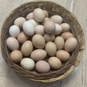 SJ Farm Free Range Eggs (Desi Eggs, Jawari ande, Gauti ande) – Natural & Protein Rich